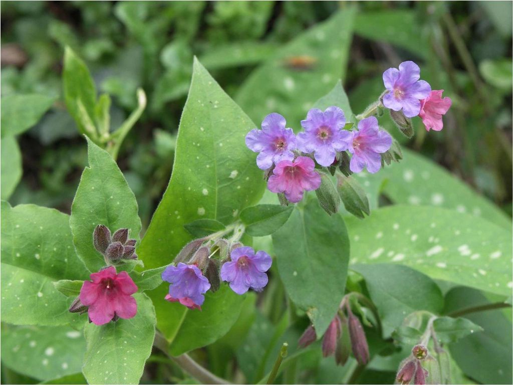 Da id. : Pulmonaria officinalis (Boraginaceae)